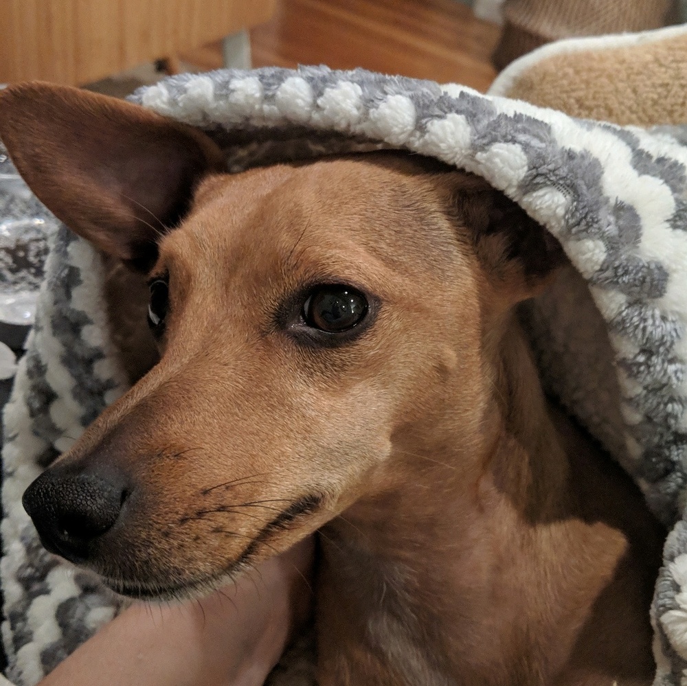 Meet your Posher, Shelley